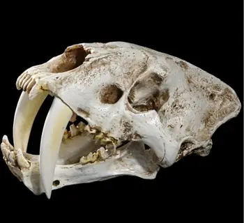 Модел на черепа дрънкане на зъб тигър, занаяти, изработени от смола, украса за Хелоуин, модел на скелета